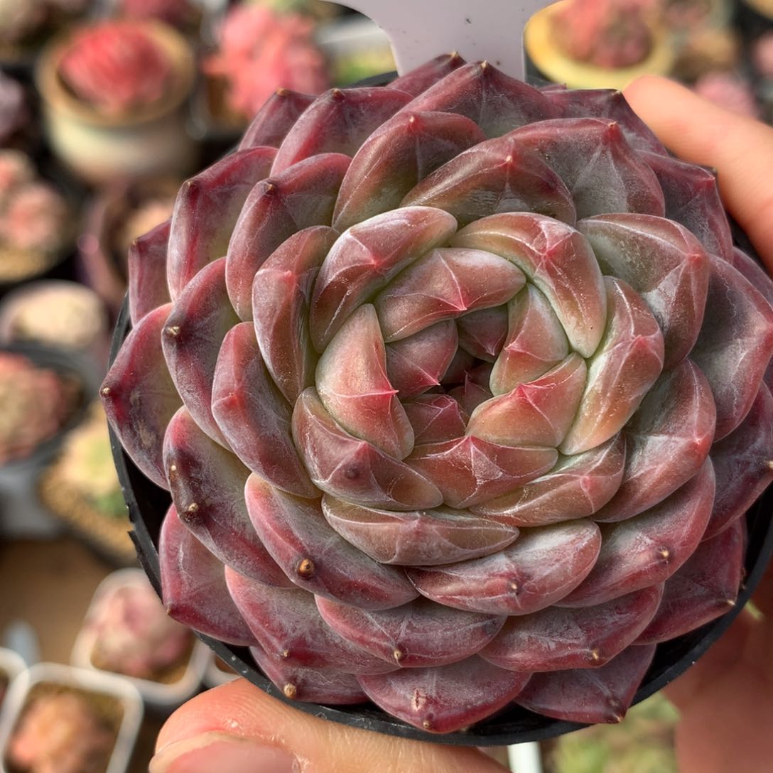 巧克力冰魄单头4943