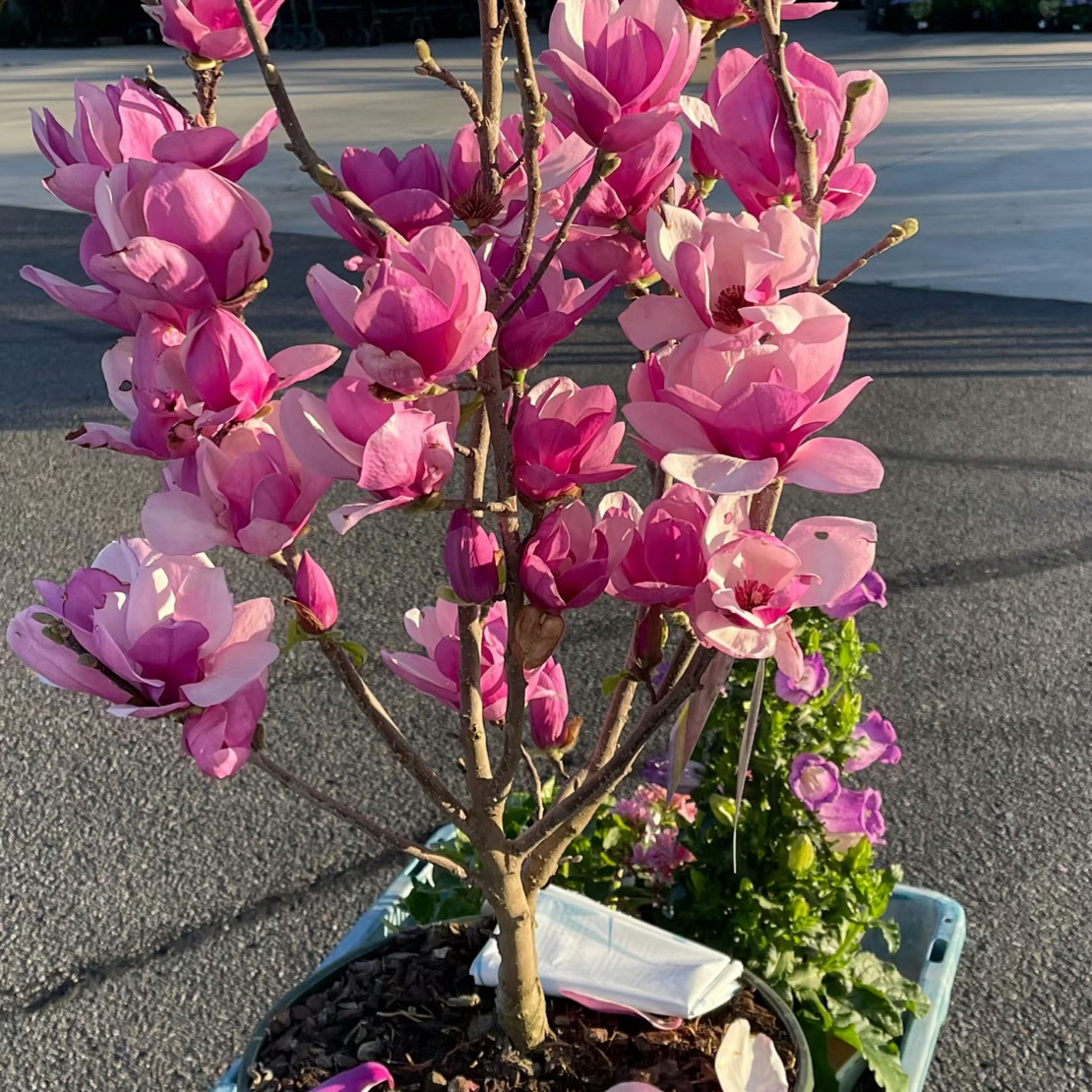新品种玉兰花树苗丹馨玉兰 带花苞浓香型三季开花适合南北方种植