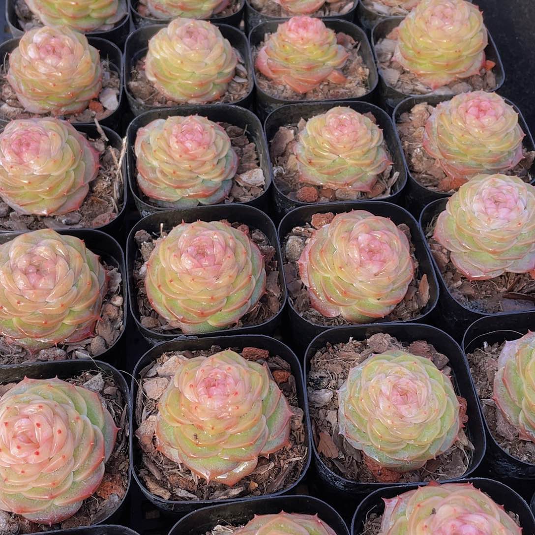 量拍76号 冻唇蜜珍妮单头一个