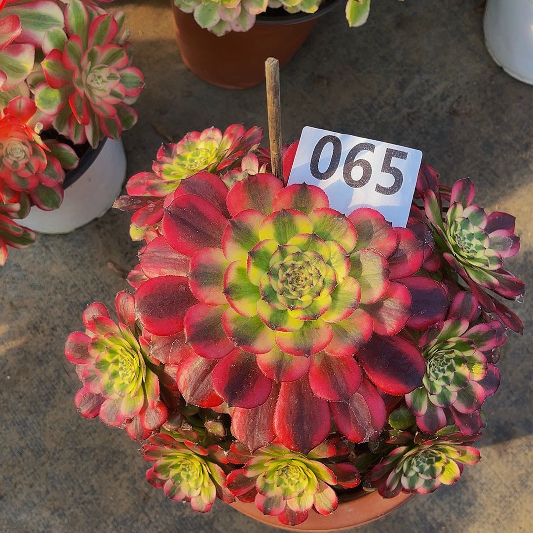 维纳斯065拖土发货