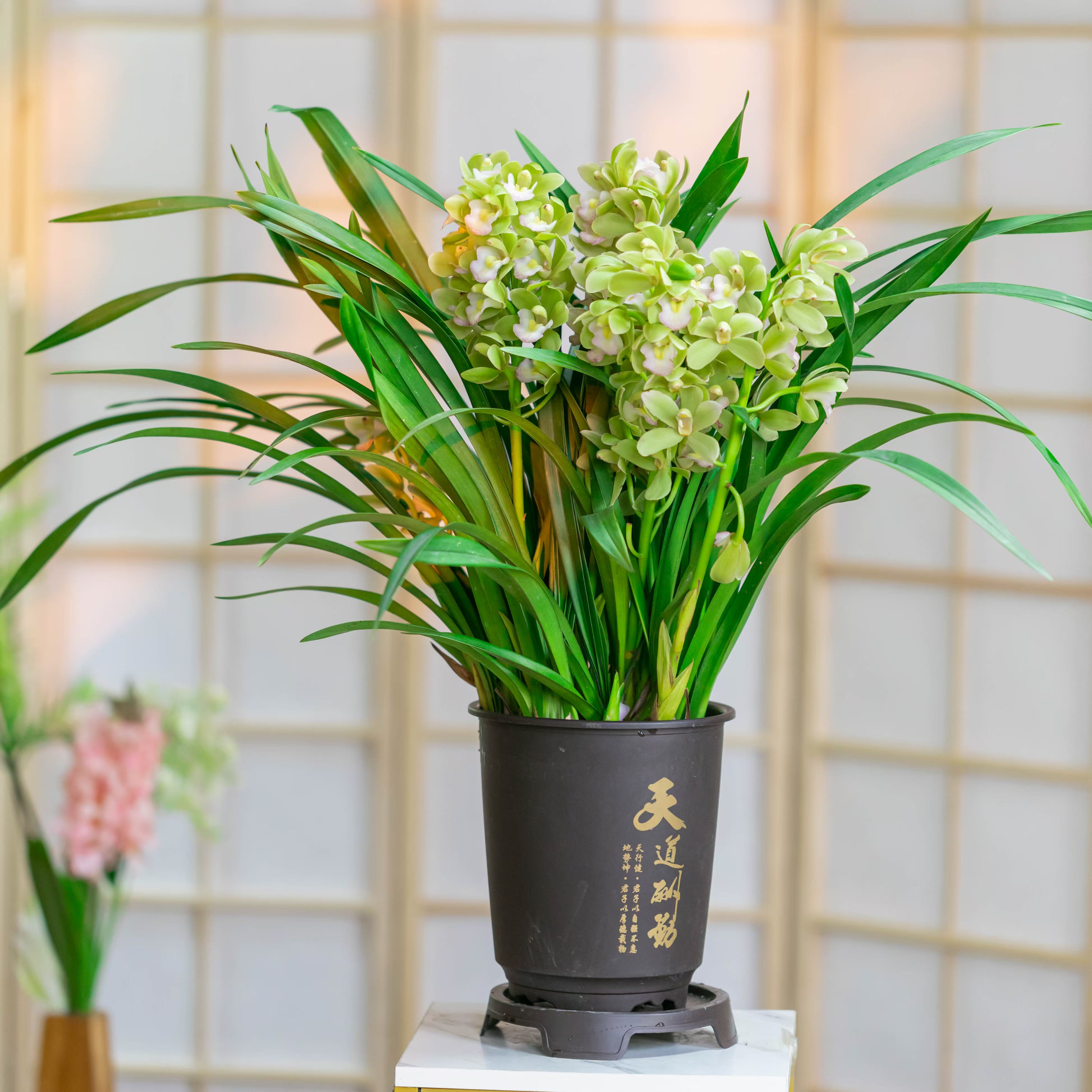 【带2支花剑】高端精品【香水香兰】浓香型兰花室内好养花卉植物花香