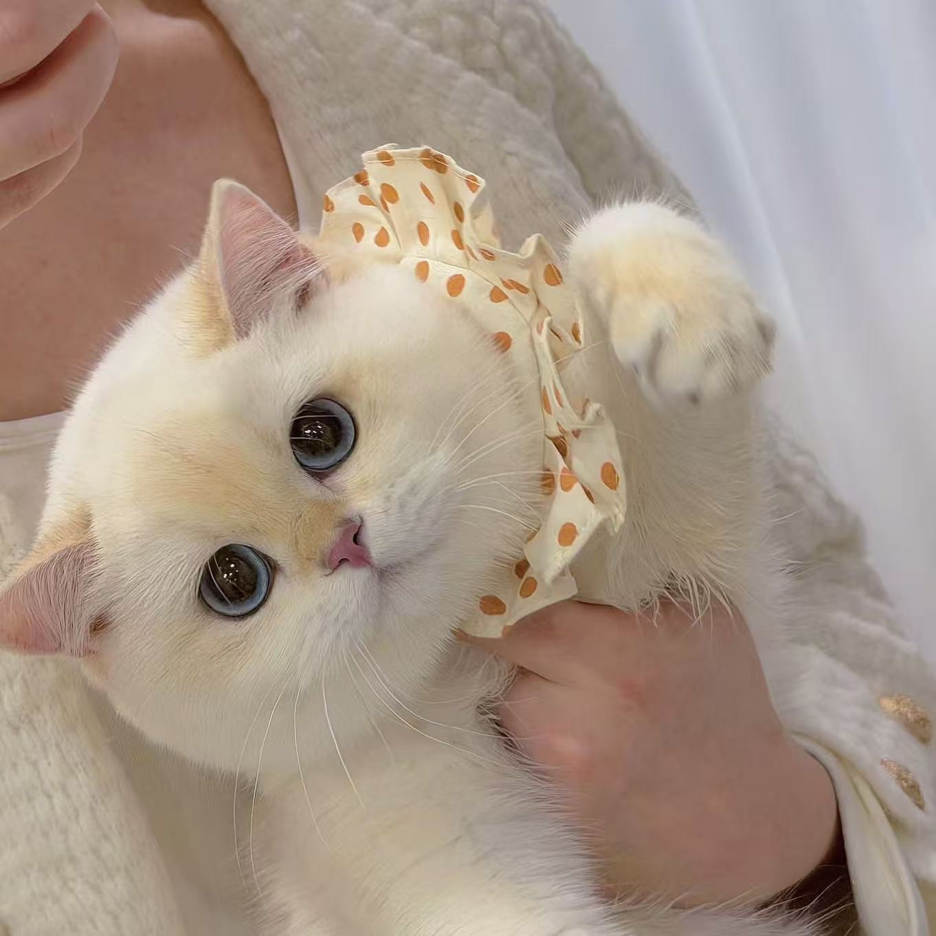 (小小怪兽猫)T猫猫活体