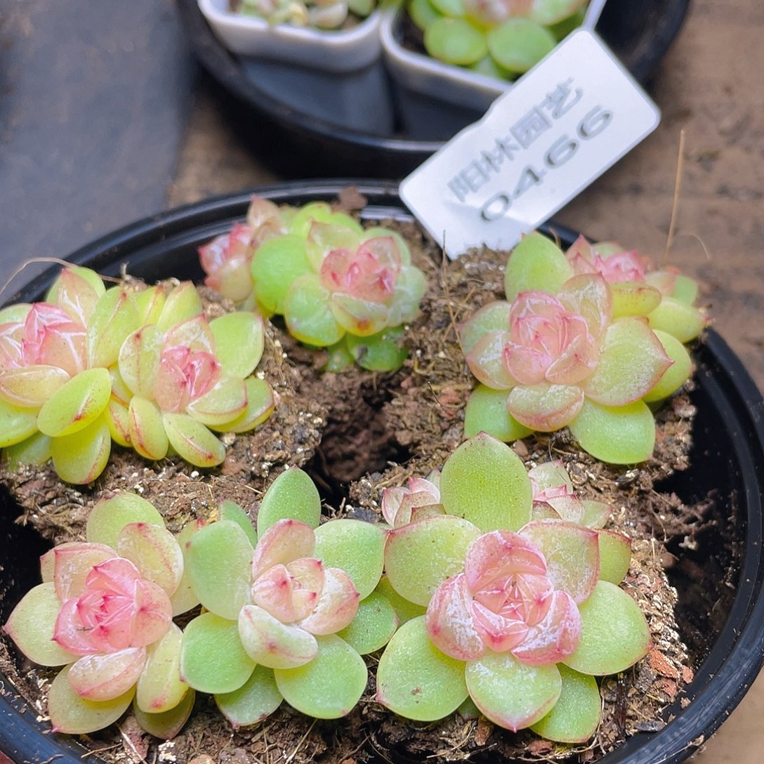 多肉植物多肉植物466