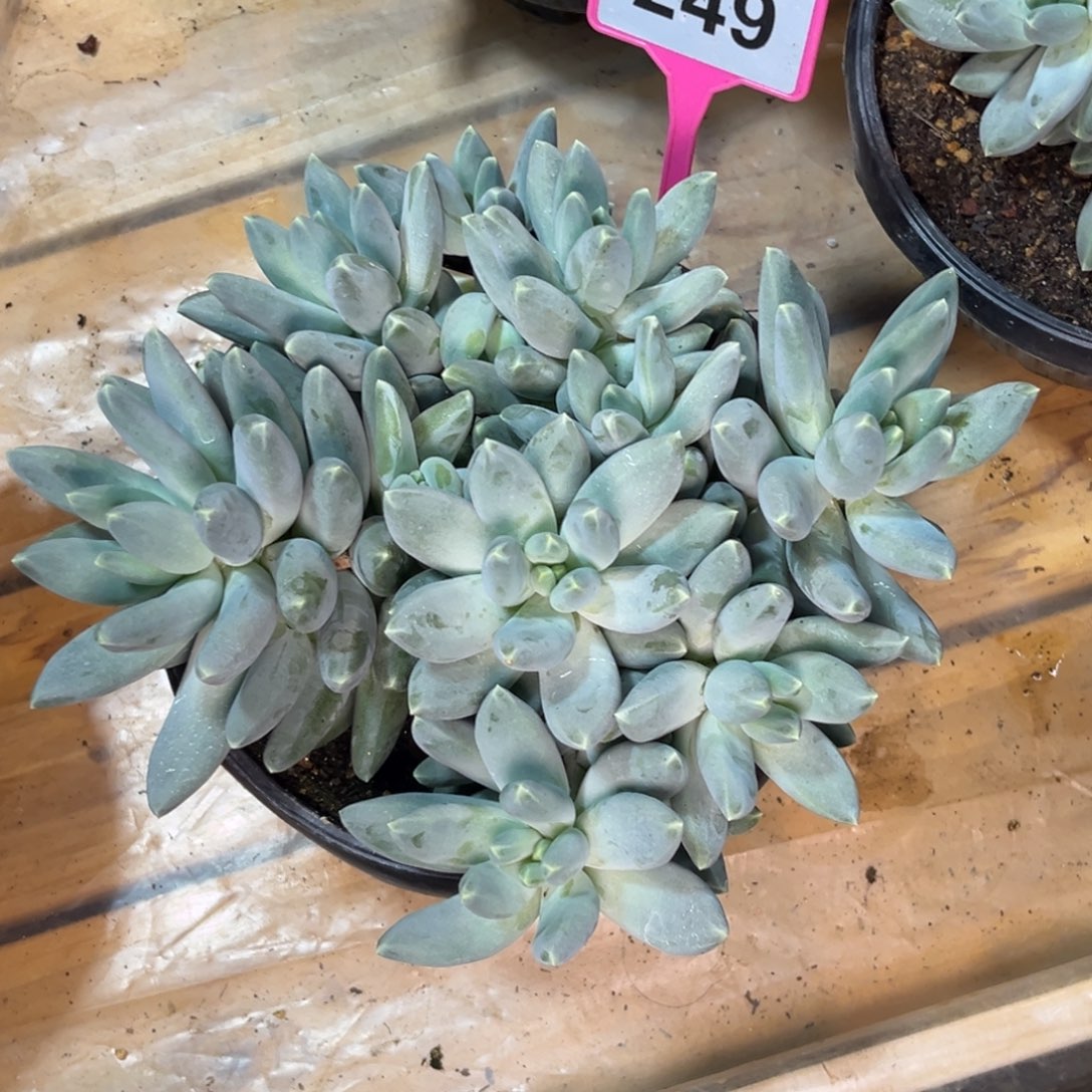 多肉植物松果美人249