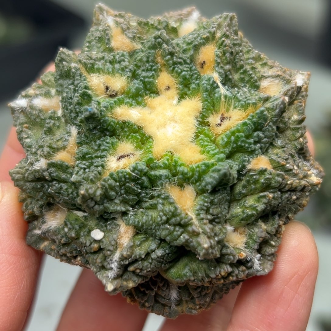 120 仙人球的比赛将