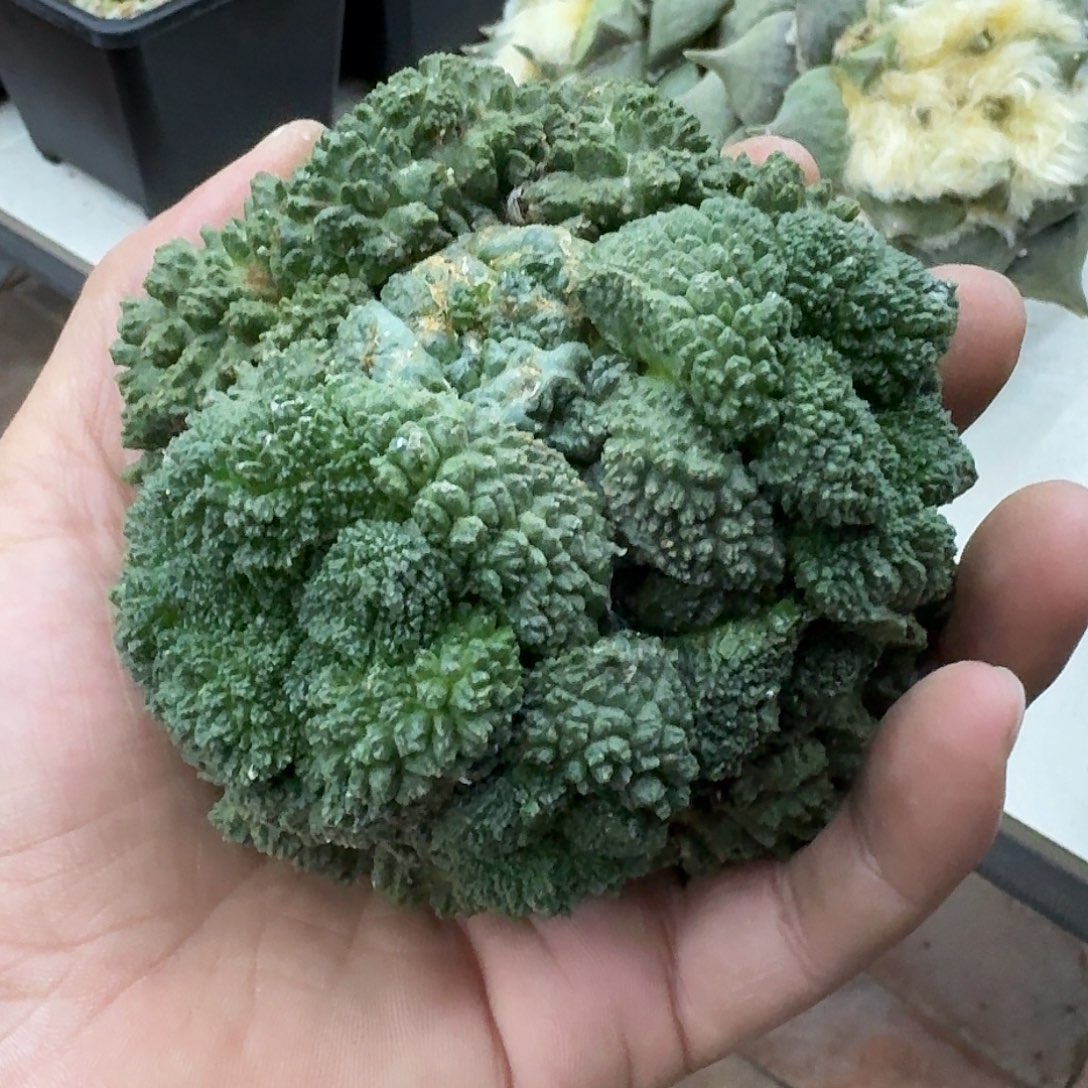 福利99大型哥斯拉，顶上石化爆仔