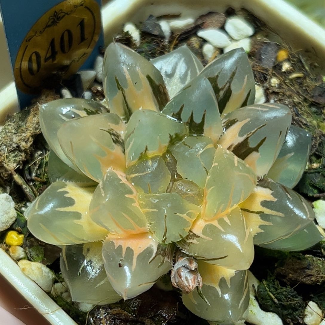 恭喜发财大吉大利0401