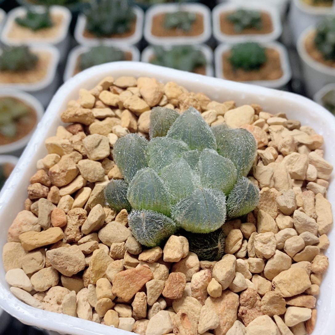 玛丽莲梦露玉露多肉植物