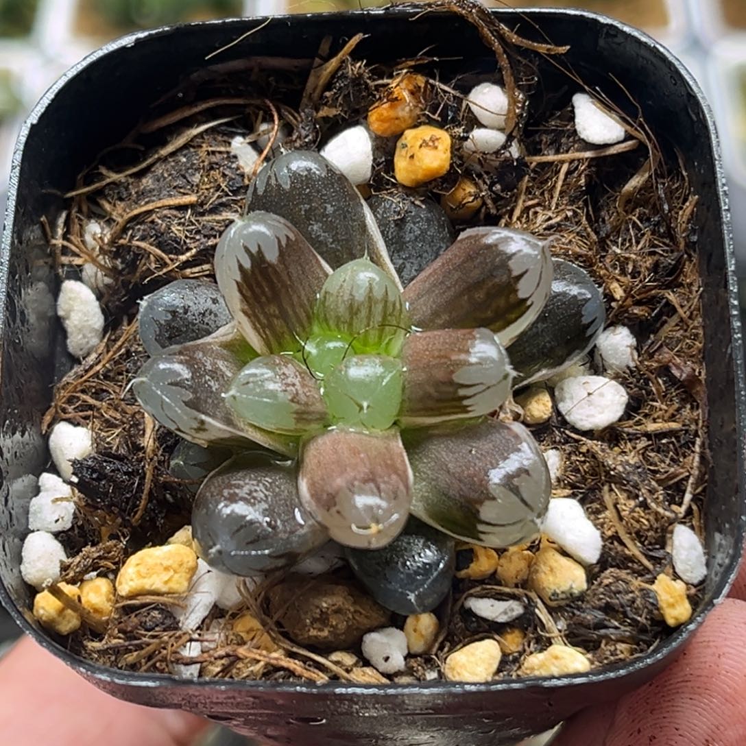 291冰肌骨无纹冰灯