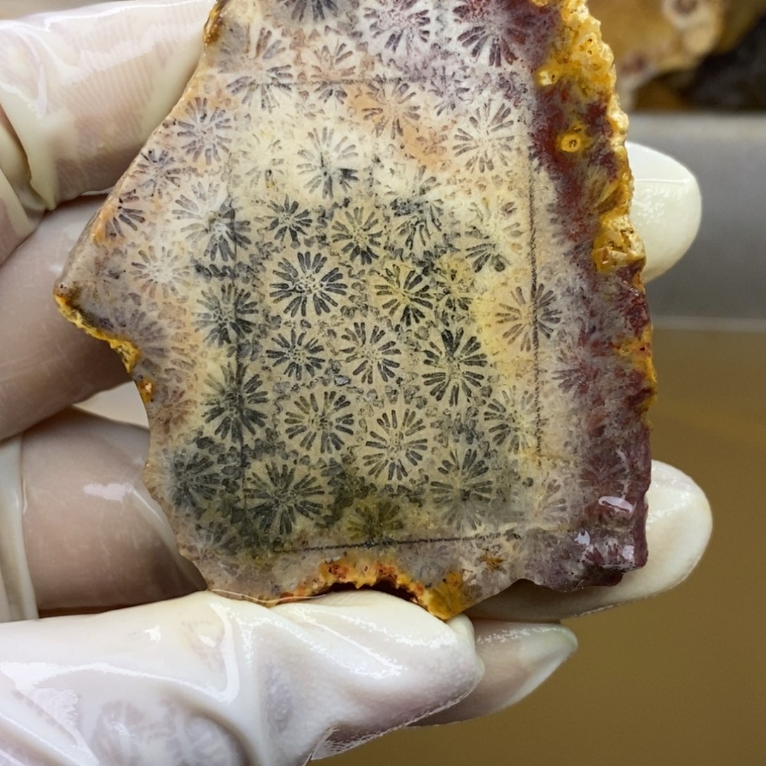 【闪购商品】硅化玉珊瑚玉未镶嵌