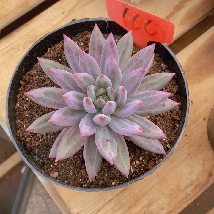 在家闲不住也会给别人