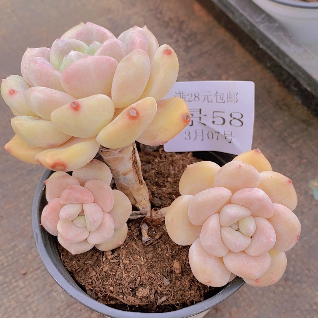 【闪购商品】云58号