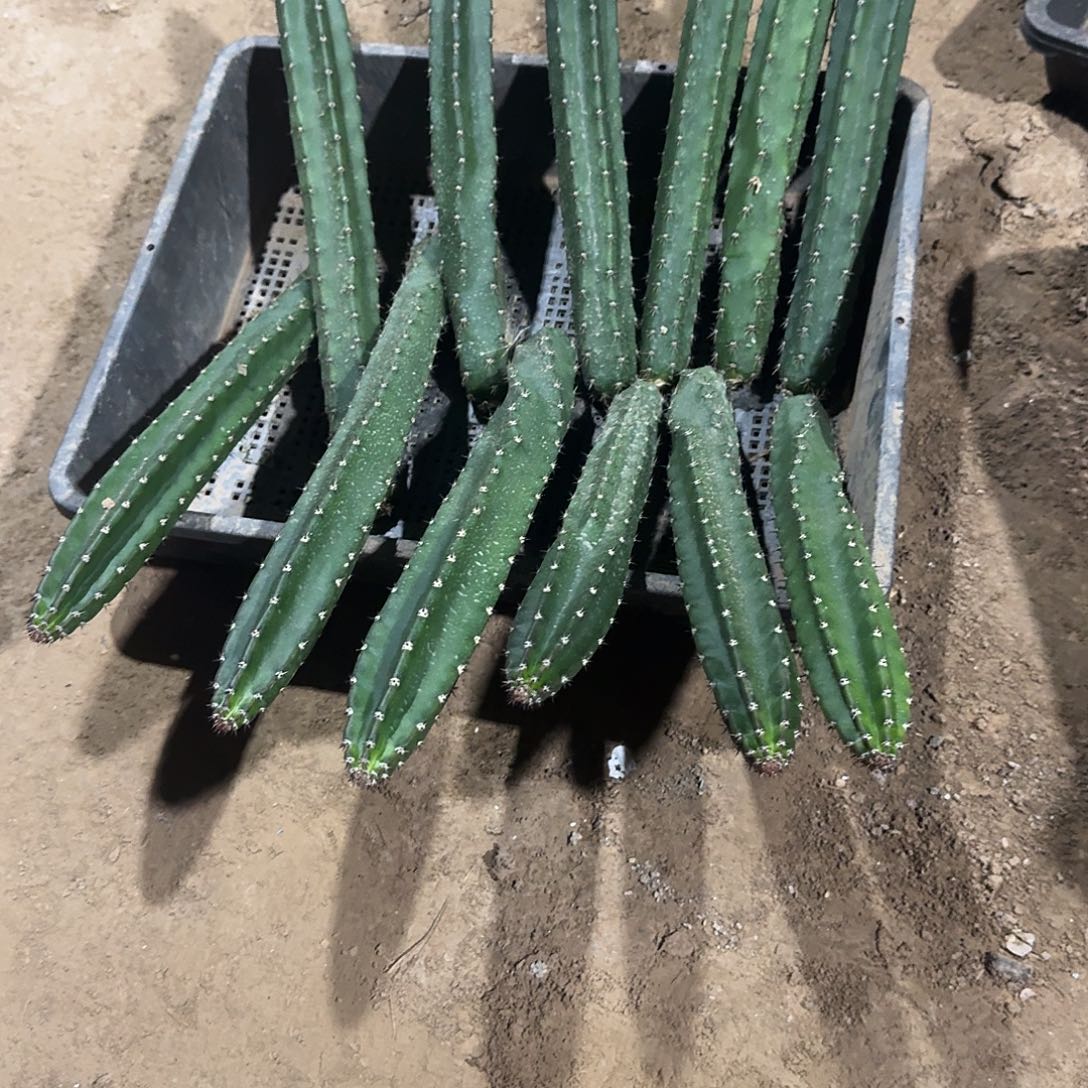 一代袖蒲拍1️⃣发七。高20公分