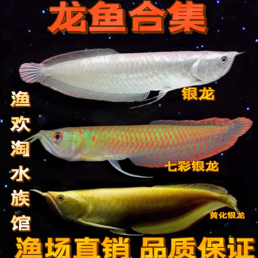 七彩银龙鱼热带观赏鱼中大型招财鱼淡水鱼龙鱼配鱼