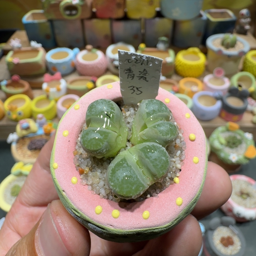 蘑菇1197青瓷多肉植物