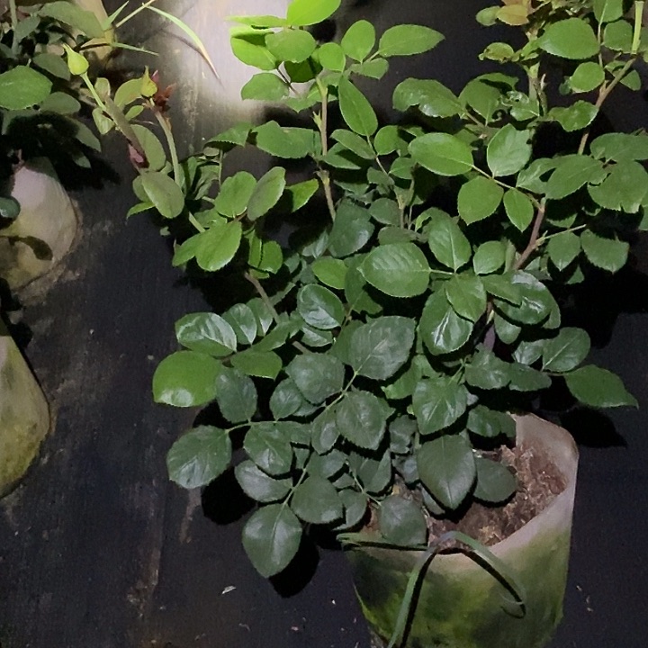 当前无花朵，栽培后可花朵真爱玫瑰
