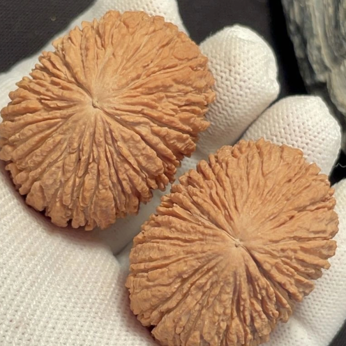 大肚全品玉枕元宝猴头，肚42边33/32高39/41