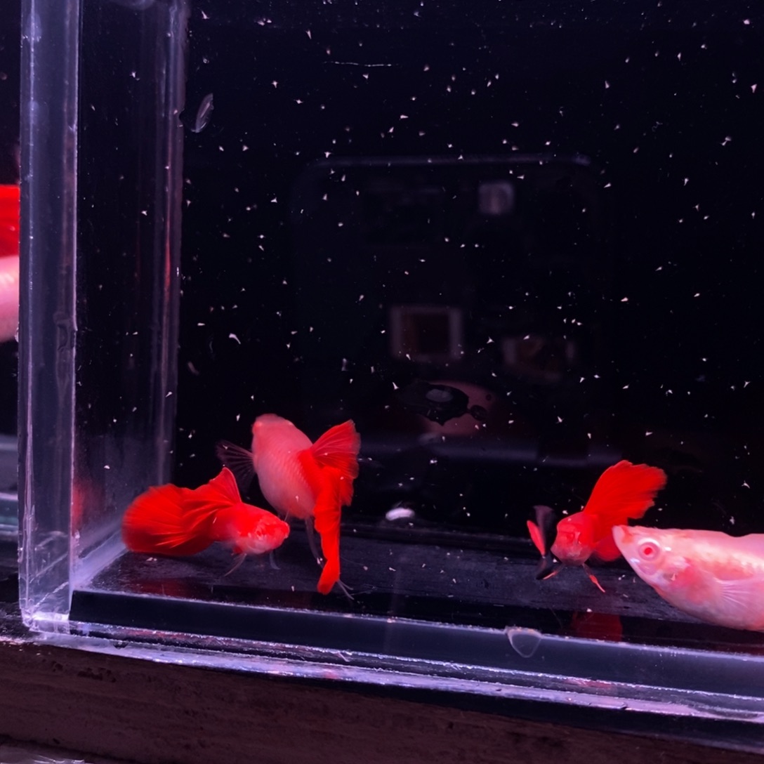 龍***]孔雀鱼血红两对的