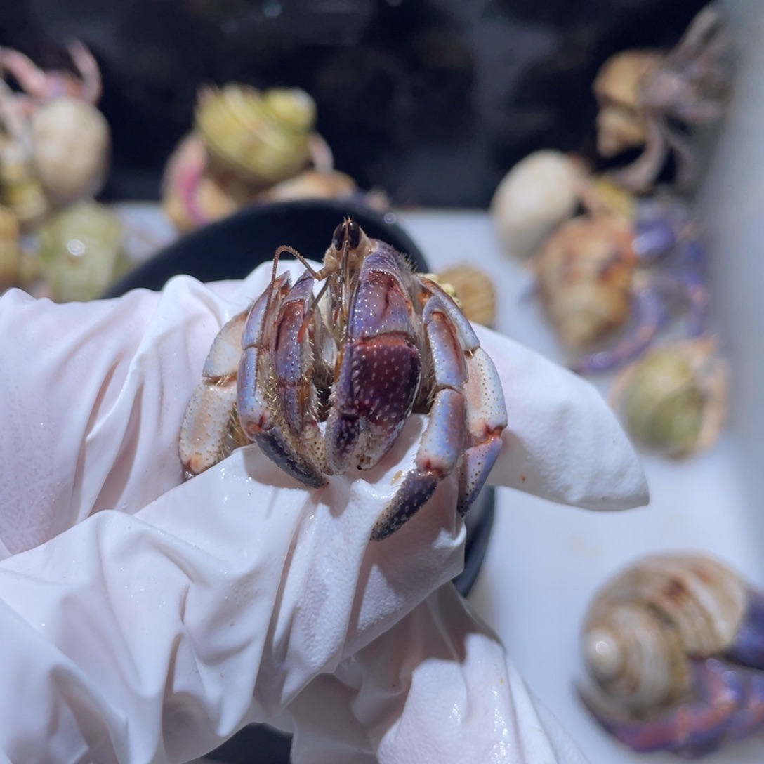 W6寄居蟹牛腩专拍紫陆1.9咖啡色