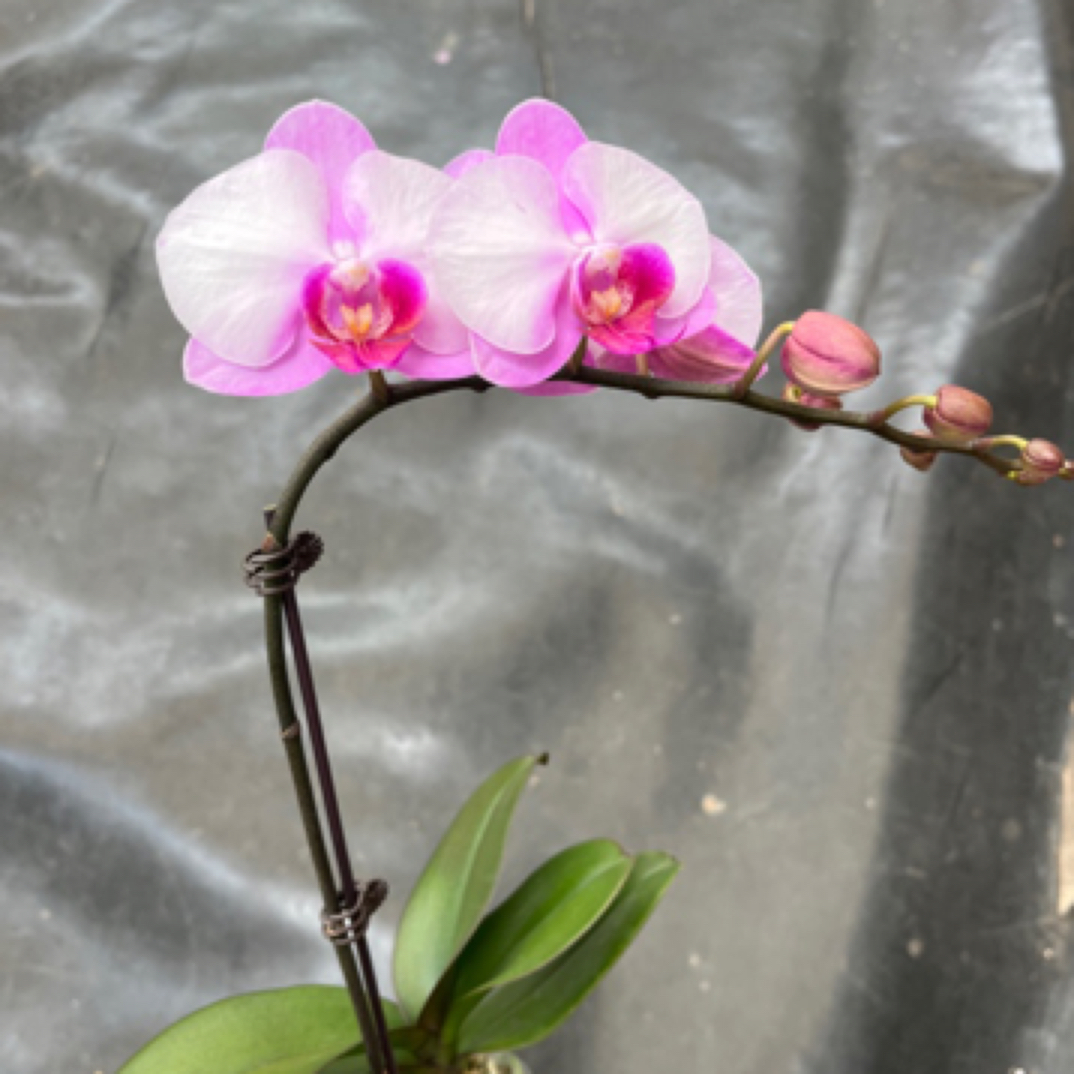 鲜花《豆蔻美人》蝴蝶兰云南源头基地直发