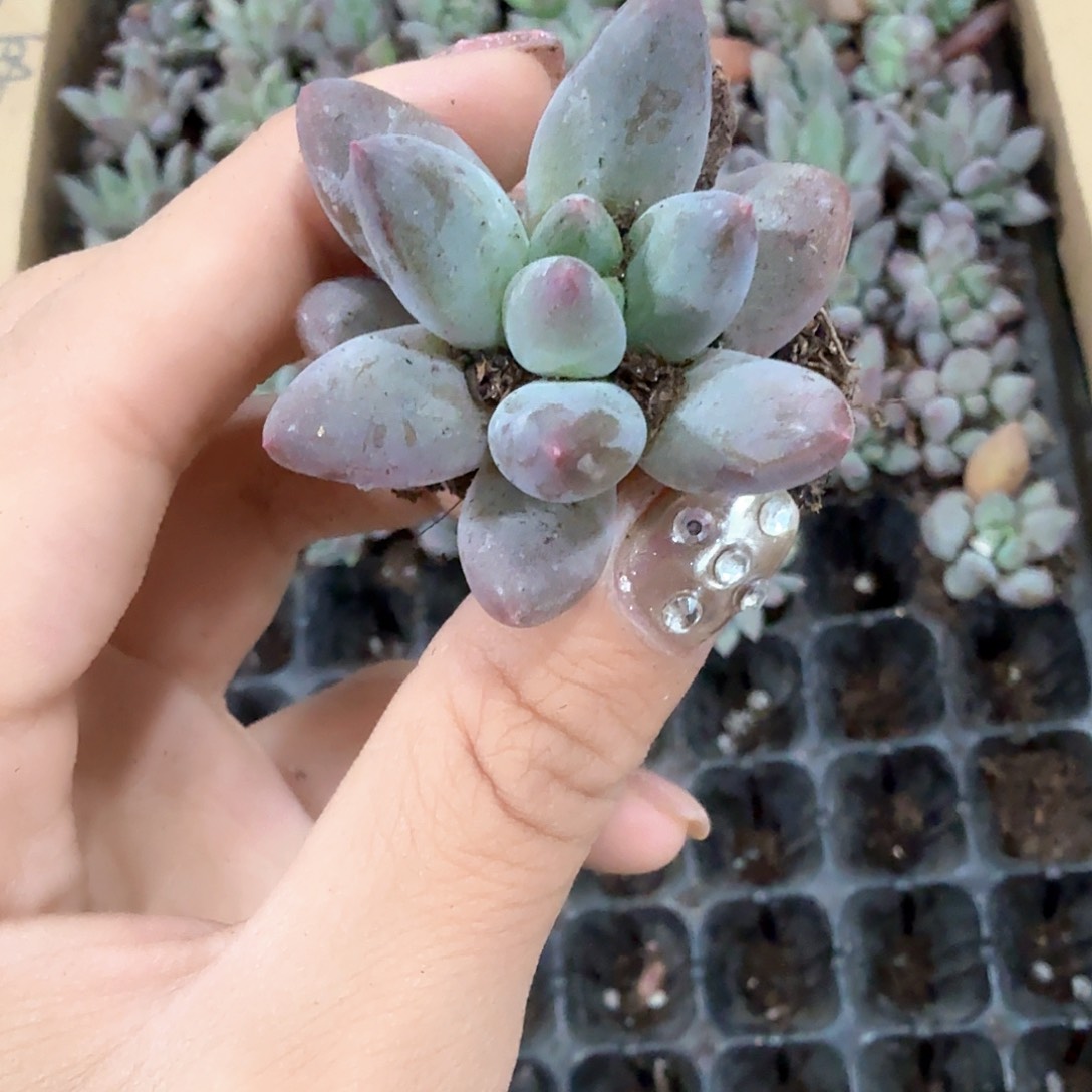 红蜻蜓多肉植物3颗