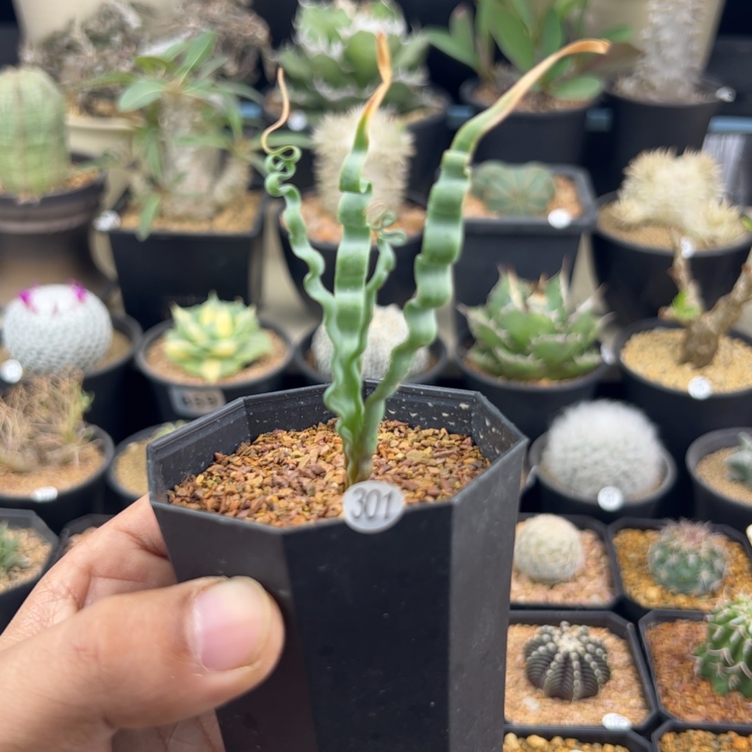 海带弹簧草一物一拍301