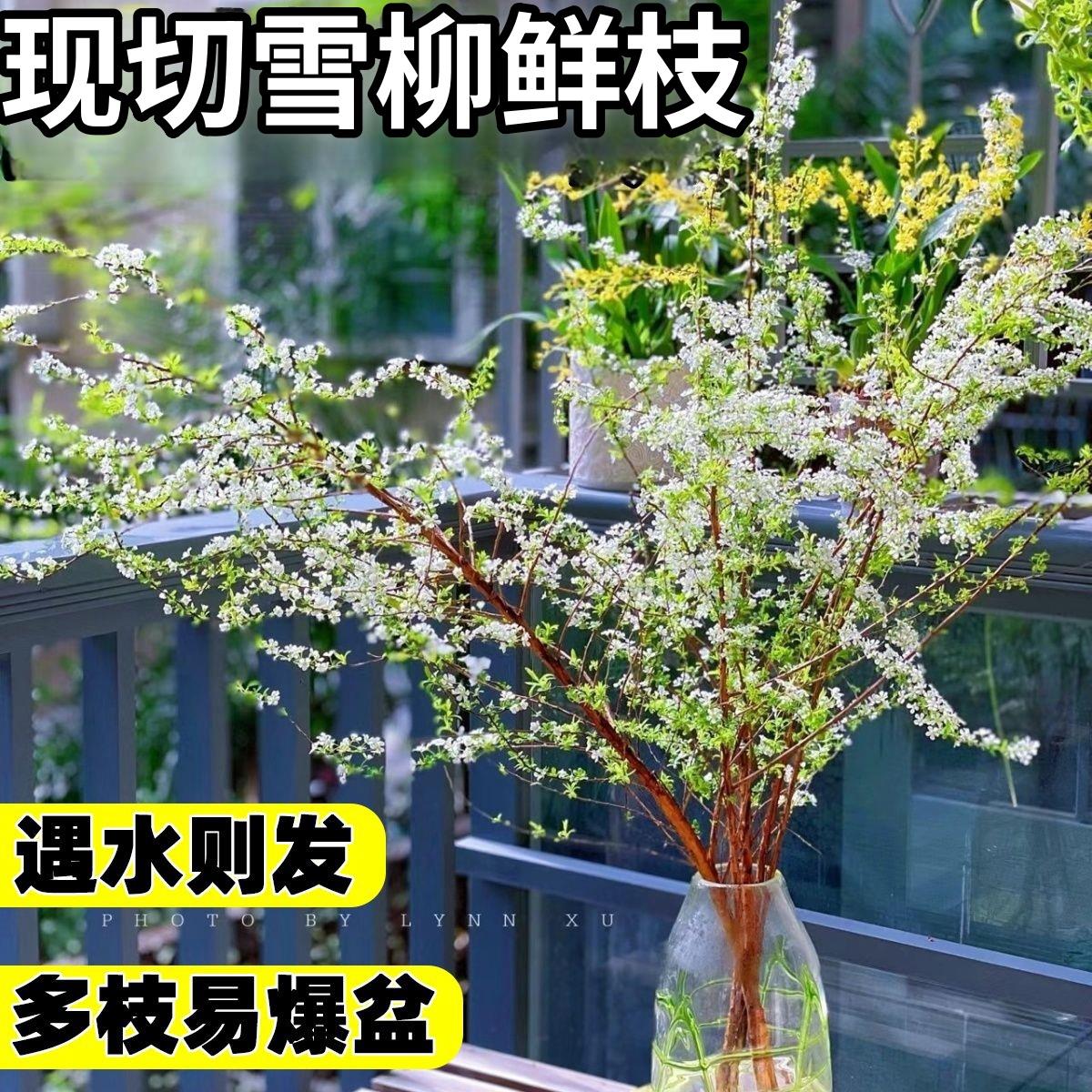 雪柳鲜枝水培植物绿萝室内好养绿植卧室客厅水养龙柳鲜枝吸除甲醛