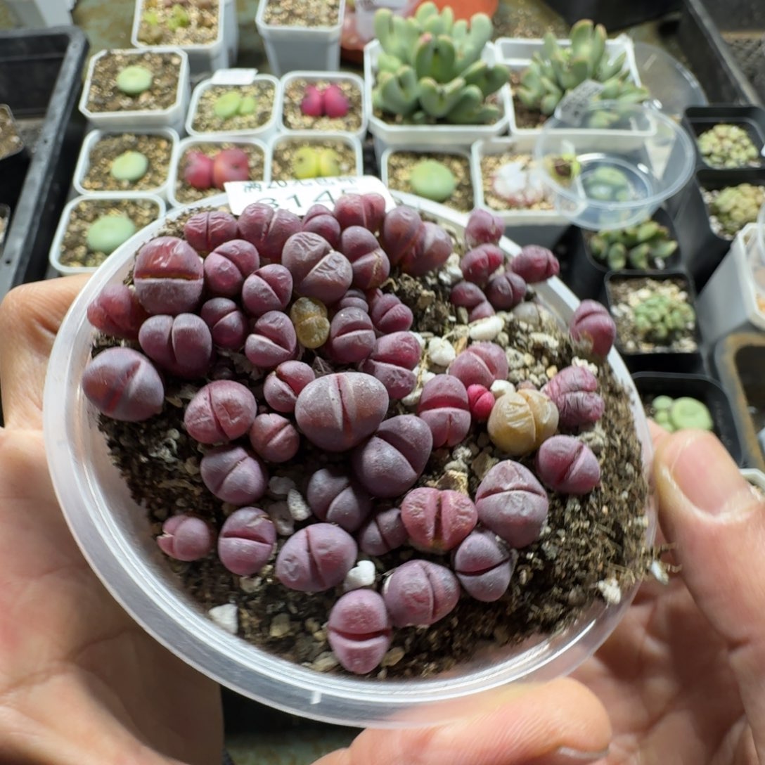 3145。红大内一盒