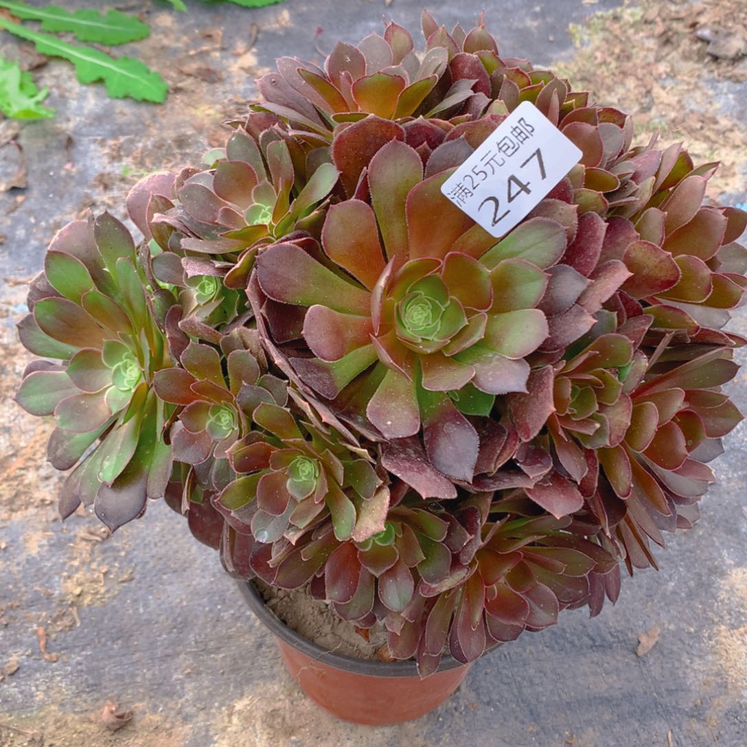 247荷兰圆叶捧花的