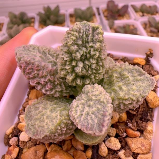 实生新品整株多肉水泡 一物一拍