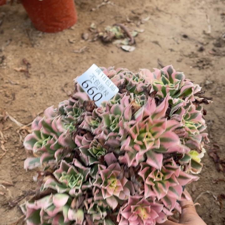 660白凤绣球不太圆4法师