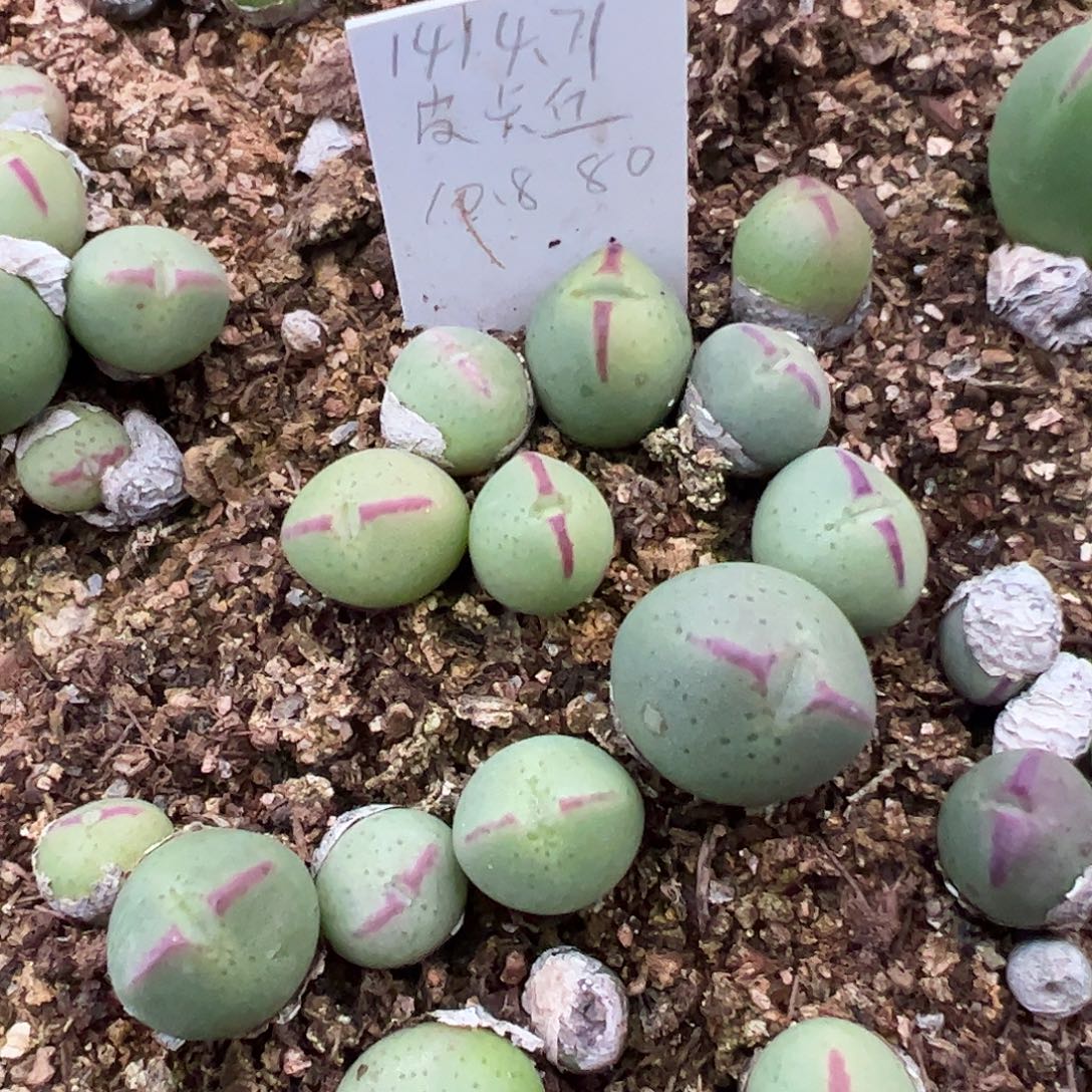 0000量拍正版1414.71大型皮卡丘2颗