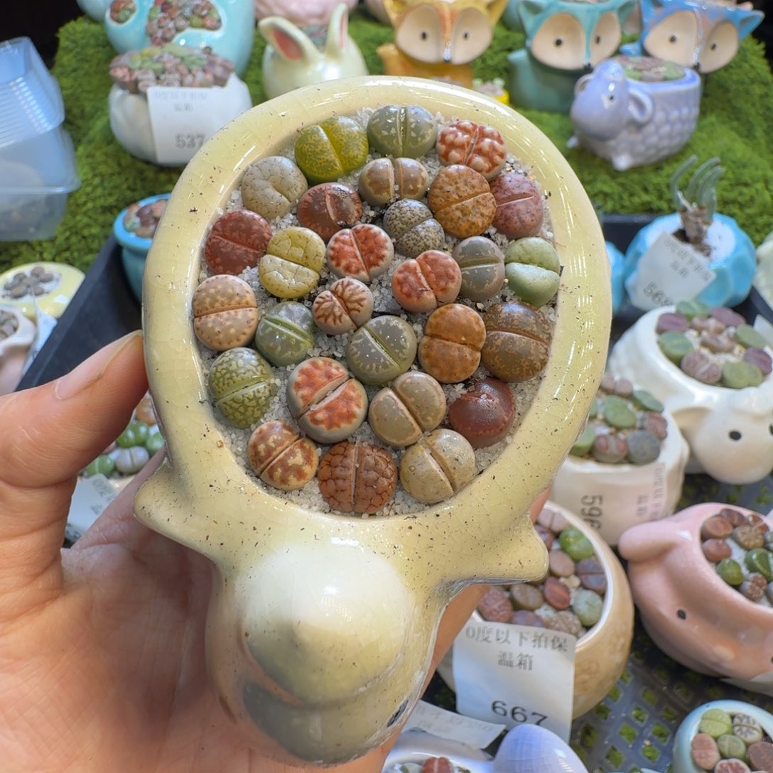 多肉植物福利冲1023