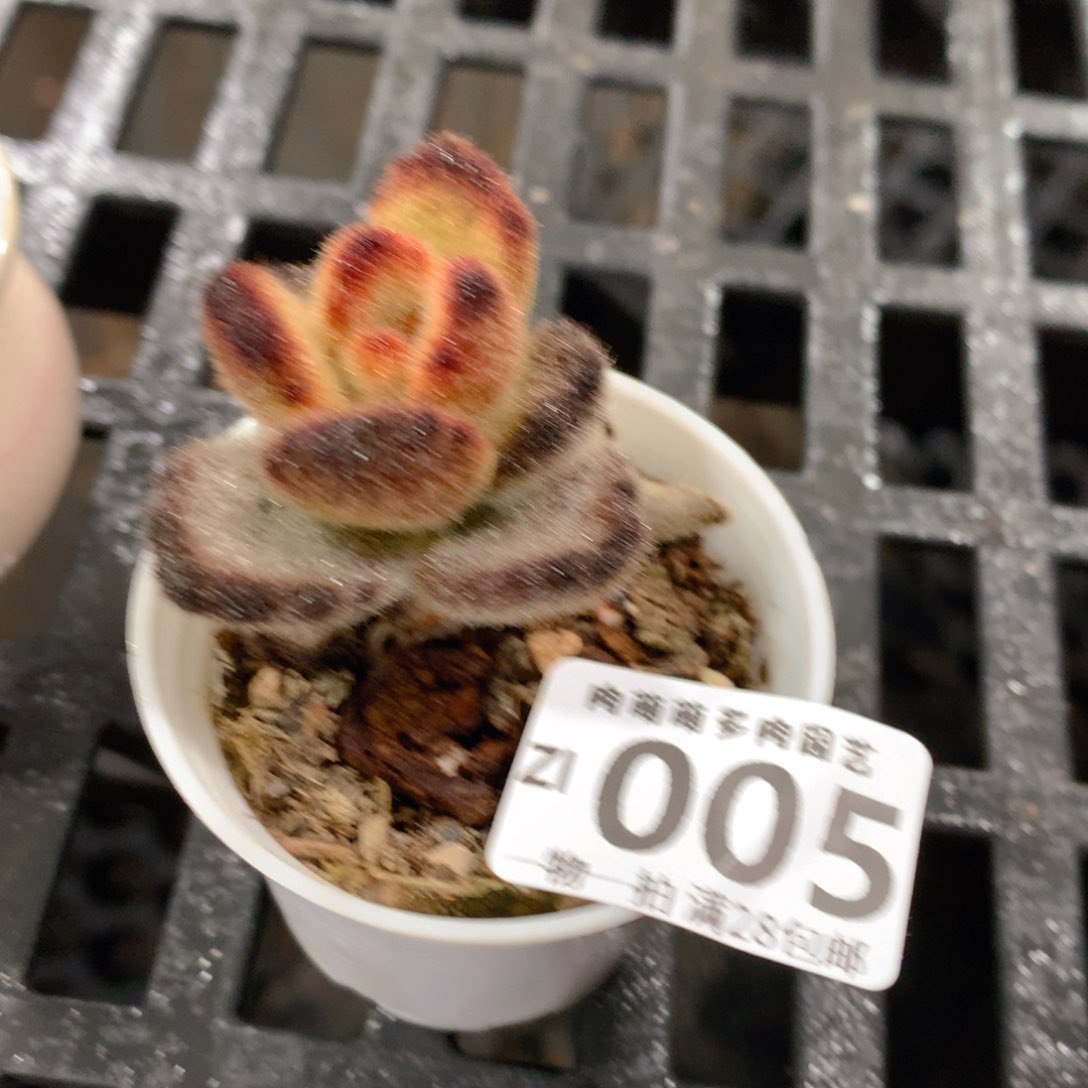 肉萌萌拇指盆精控多肉ZI005