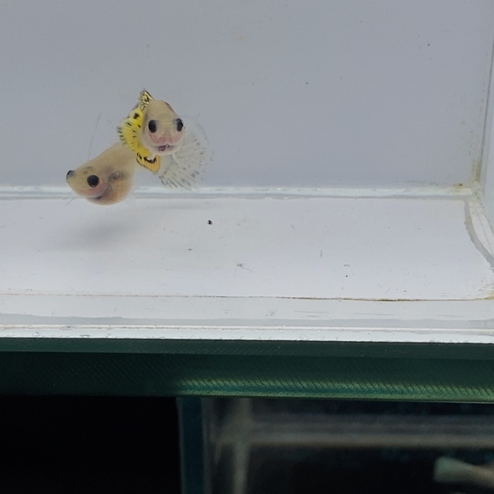 孔雀鱼玻璃猫小蜜蜂