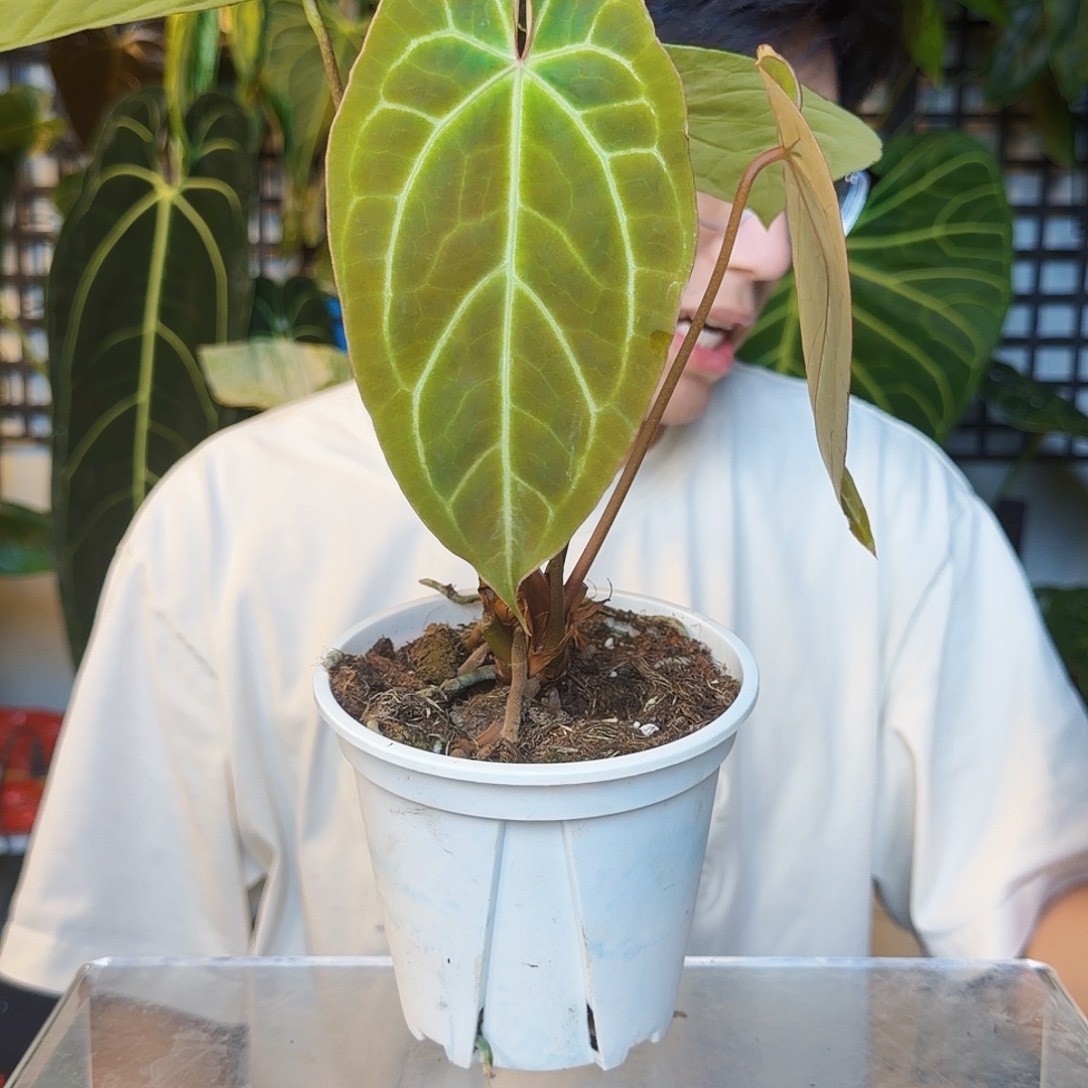 完全开放A181 开播福利大风车