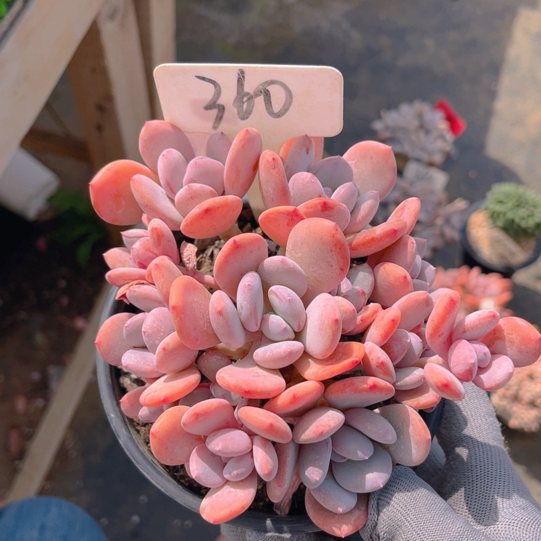 灰姑娘88888888888