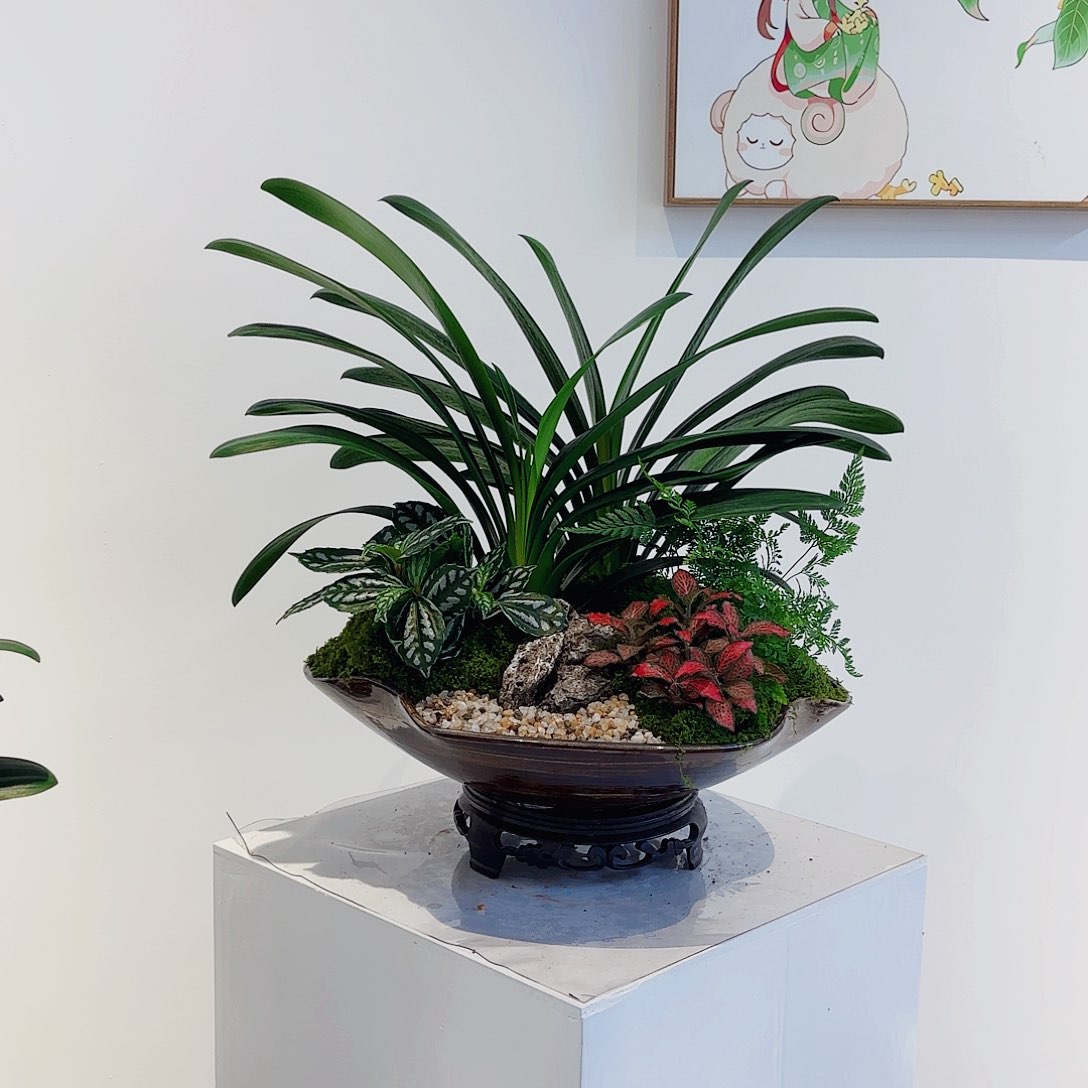 无花朵高端盆景一物一拍