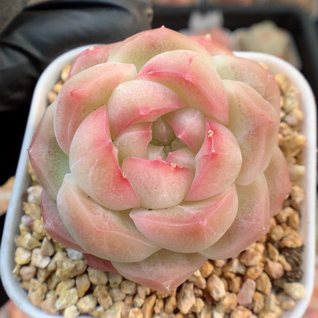 多肉植物。 糖心19