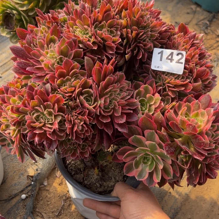 女神缀多肉植物142