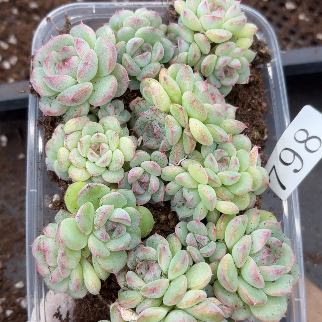 多肉植物多肉植物798
