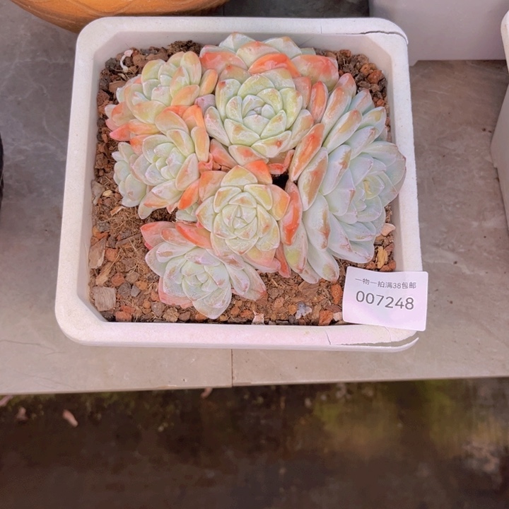 你***贝多肉一物一拍7248