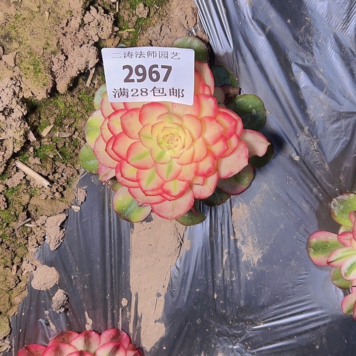 2967荔枝多肉植物2号