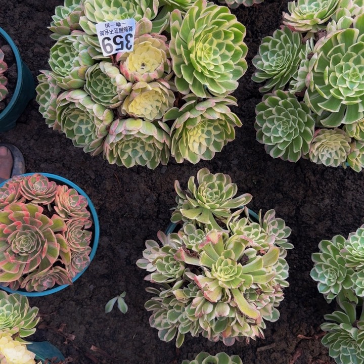 孔雀翎花25-11包邮花花