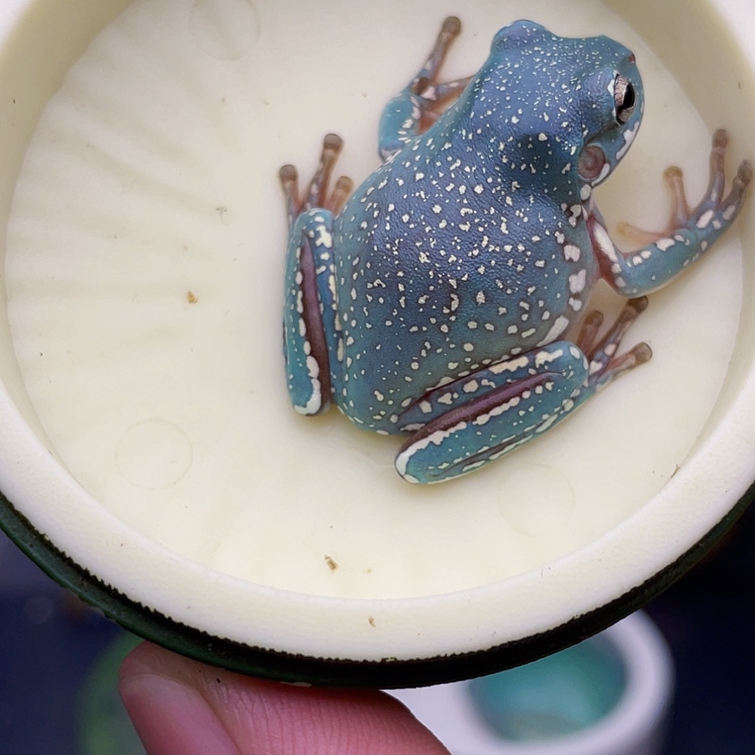 老爷树蛙6号孔雀蓝