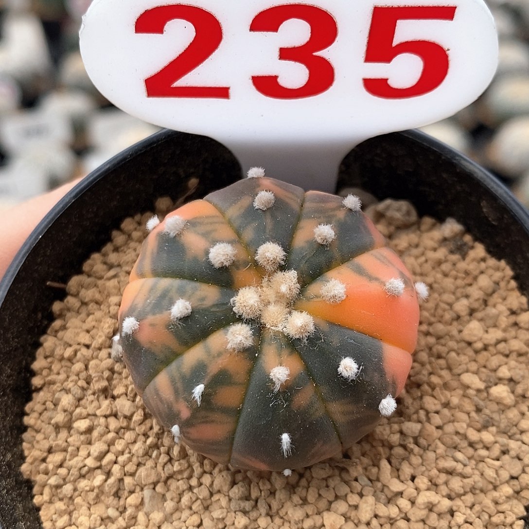 235兜锦系列产品在国