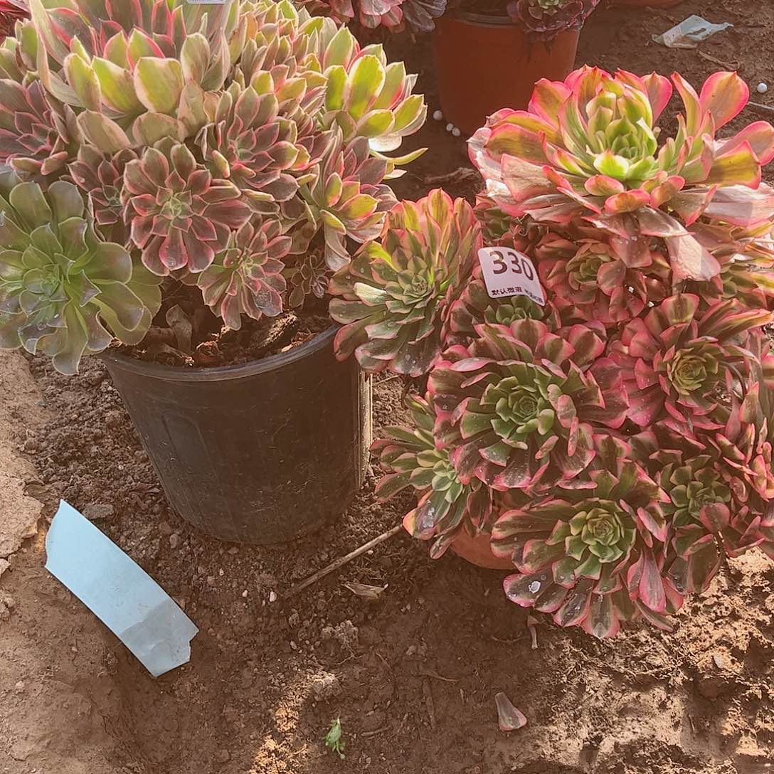 无花朵多肉植物组合327