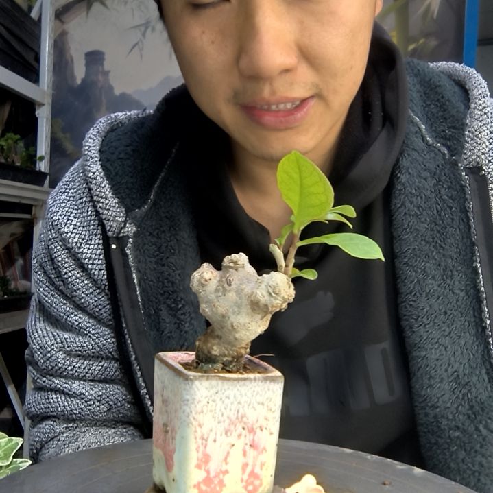 希*中青园艺一物一拍136
