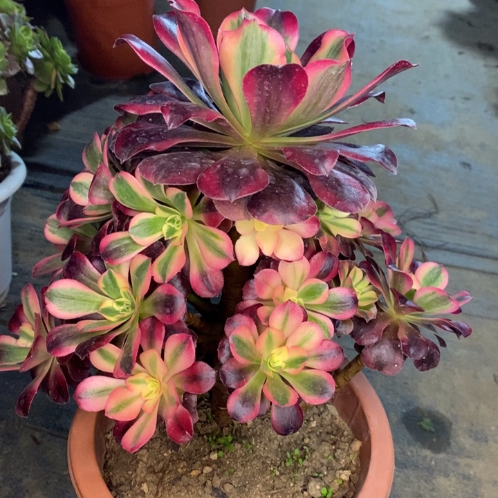 美杜莎多肉植物50。