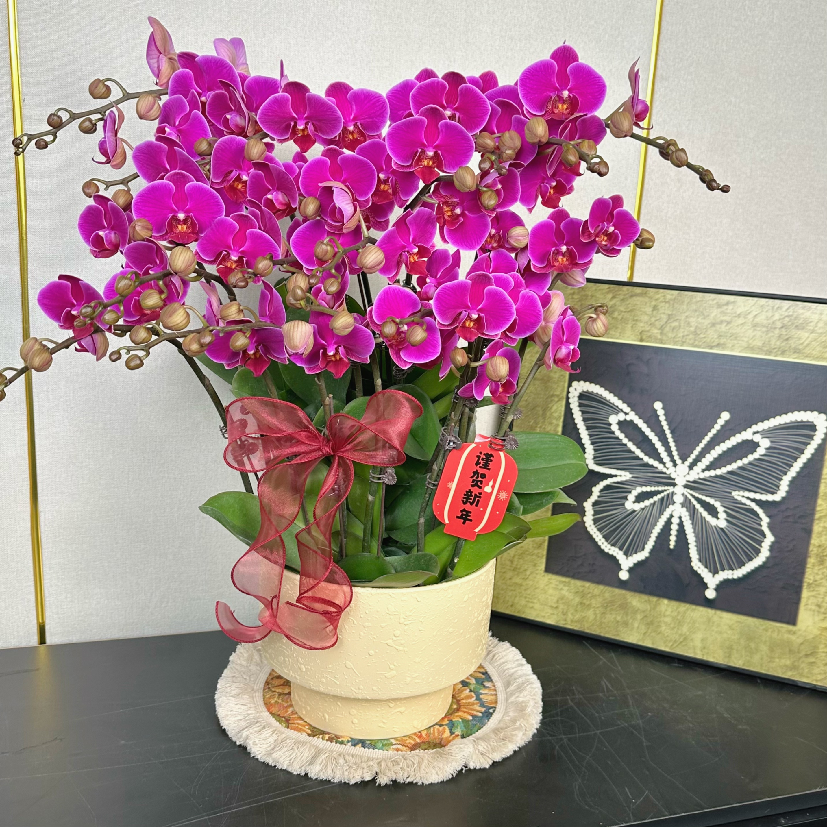 花汐蝴蝶兰【嫣红】年宵花乔 迁之喜 带花带花苞发货好养花期长